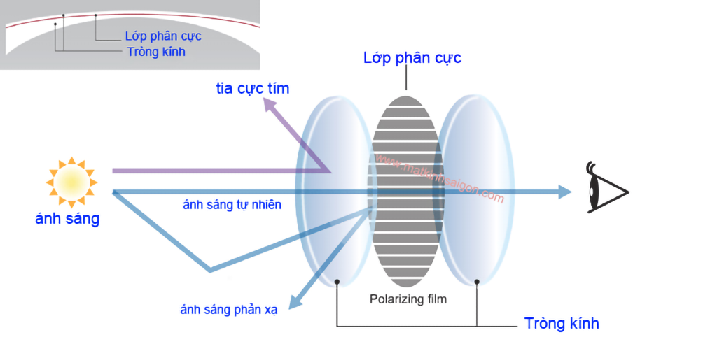 KÍNH MÁT NỮ MOLSION MS7067 A33 - Hình 4